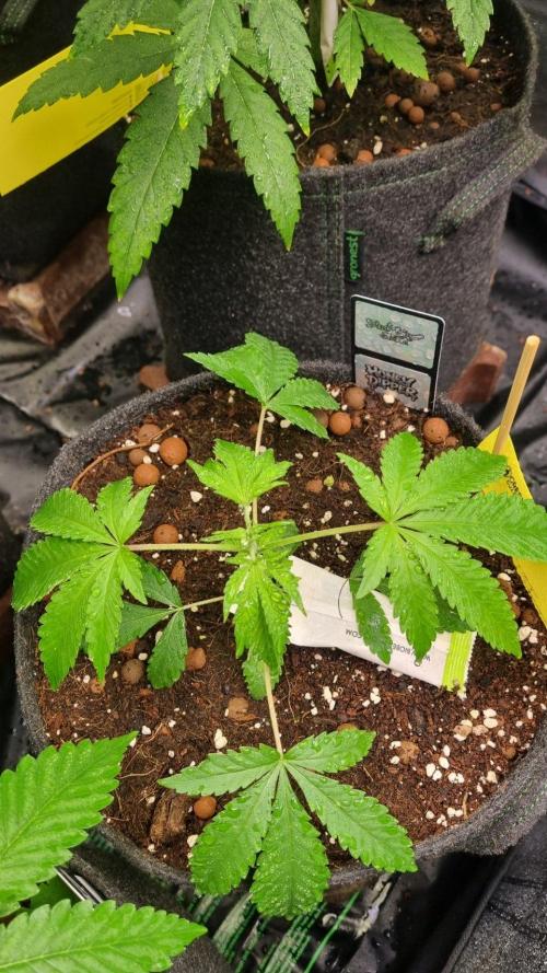 Community GROW. Week 4 - Honey Dipper