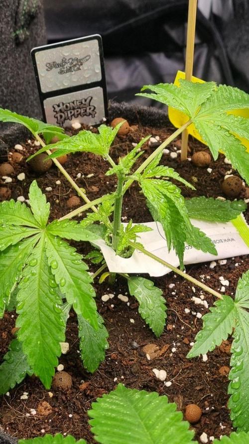 Community GROW. Week 4 - Honey Dipper