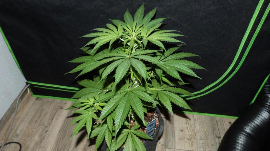 Community GROW. Week 5 - Shishka Lemonade