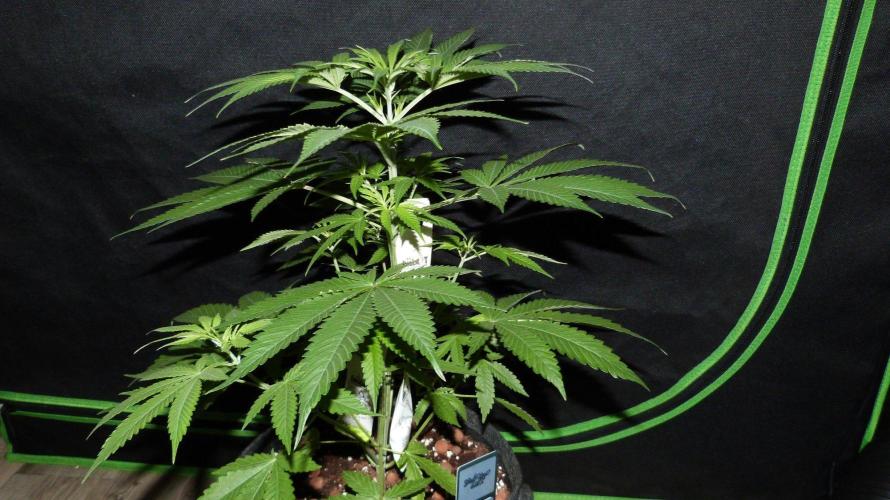 Community GROW. Week 5 - Shishka Lemonade