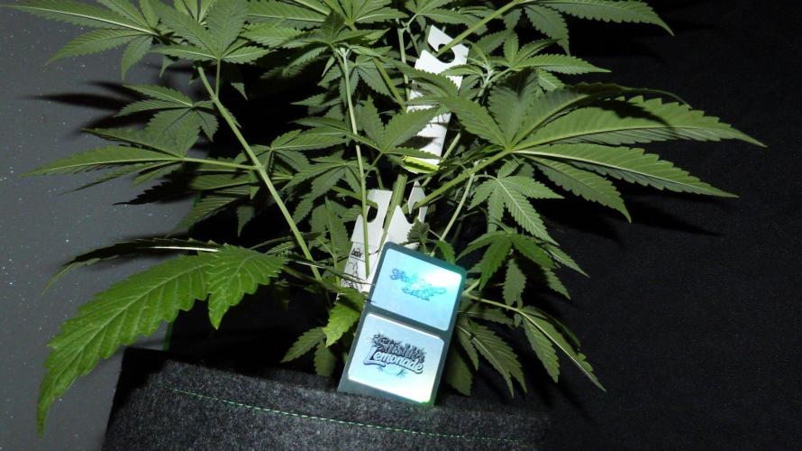 Community GROW. Week 5 - Shishka Lemonade