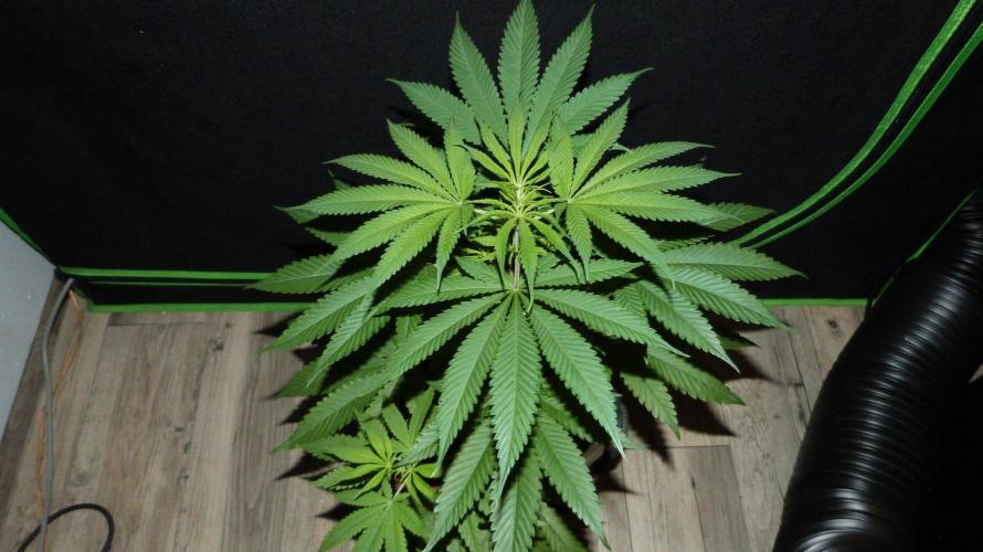 Community GROW. Week 5 - Shishka Lemonade