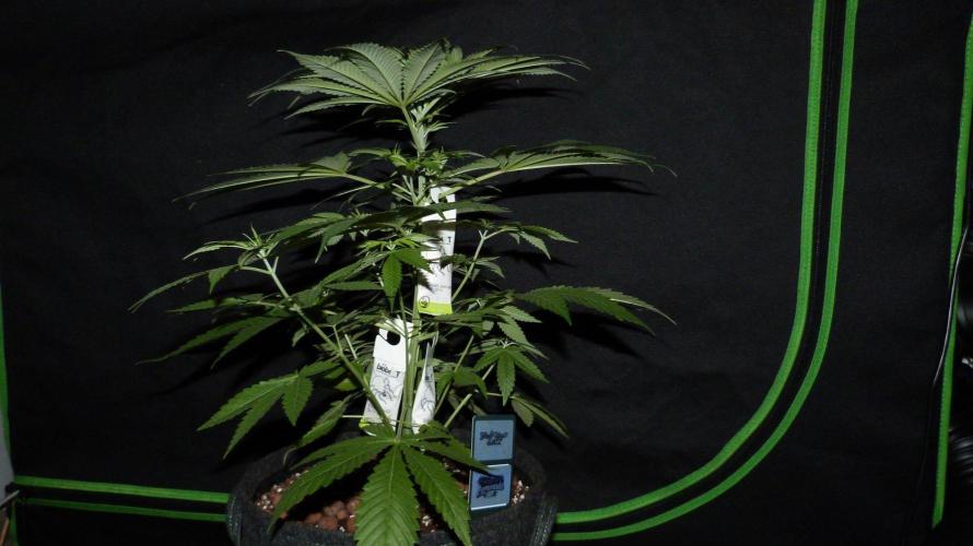 Community GROW. Week 5 - Shishka Lemonade