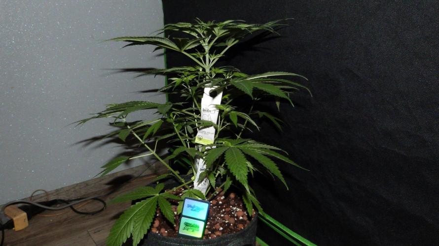 Community GROW. Week 5 - Shishka Lemonade