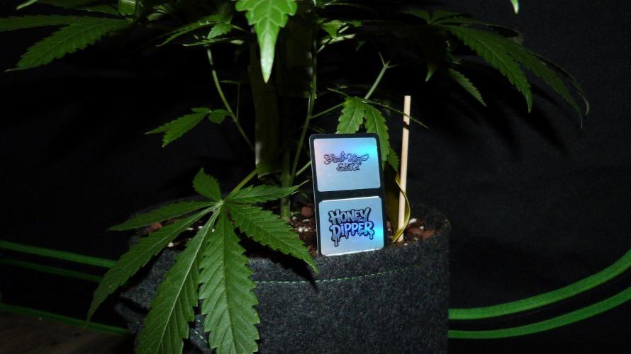 Community GROW. Week 5 - Honey Dipper