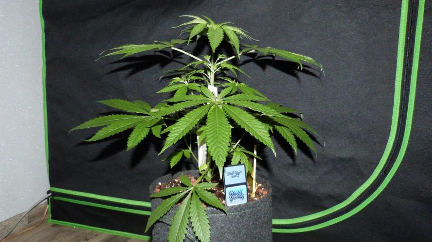 Community GROW. Week 5 - Honey Dipper