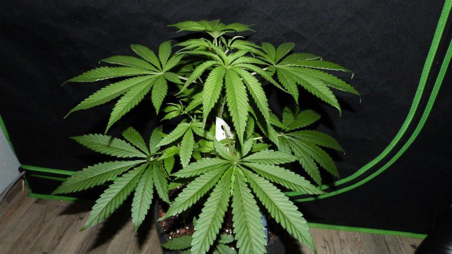 Community GROW. Week 5 - Honey Dipper