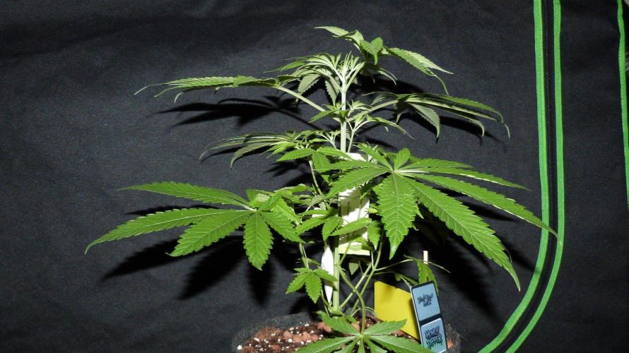 Community GROW. Week 5 - Honey Dipper
