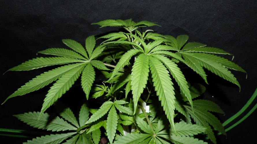 Community GROW. Week 5 - Honey Dipper