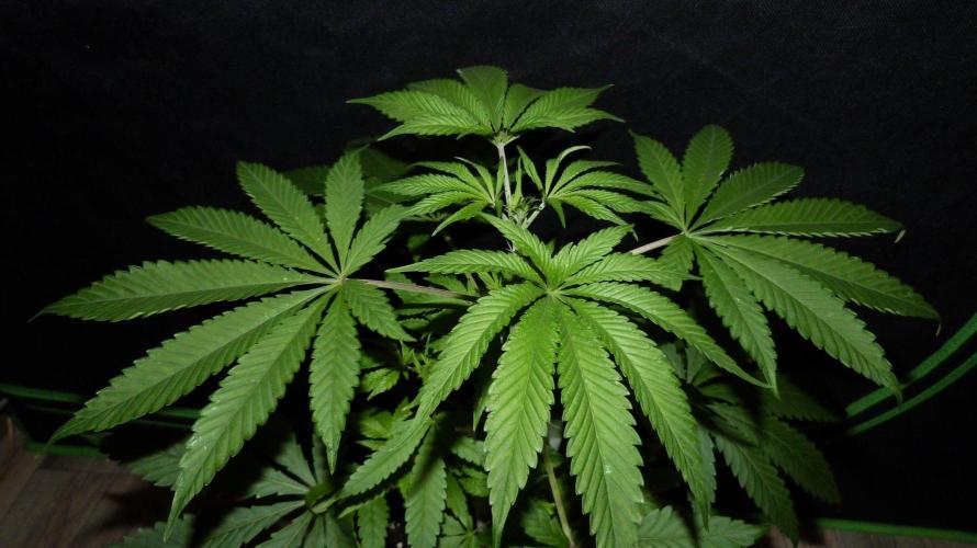 Community GROW. Week 5 - Honey Dipper
