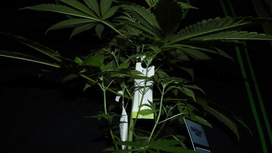 Community GROW. Week 5 - Honey Dipper