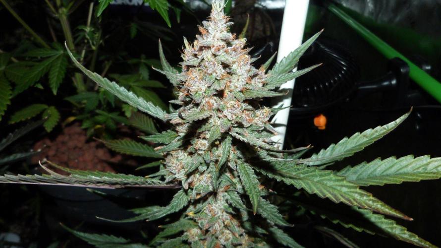 GoodGenetix Permanent-G Automatic. Week 11