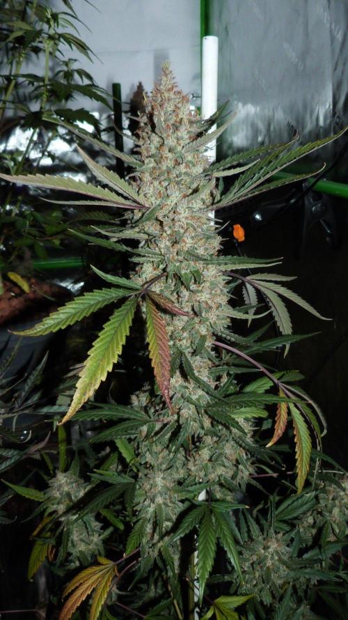 GoodGenetix Permanent-G Automatic. Week 11