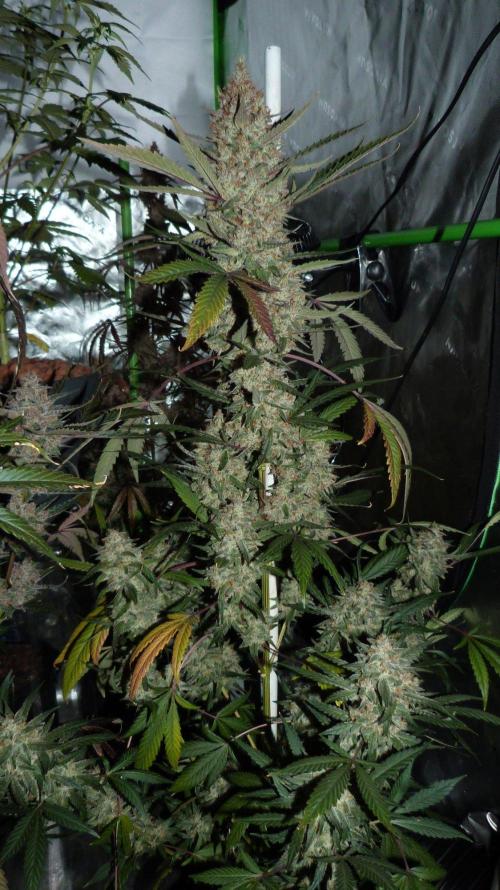 GoodGenetix Permanent-G Automatic. Week 11