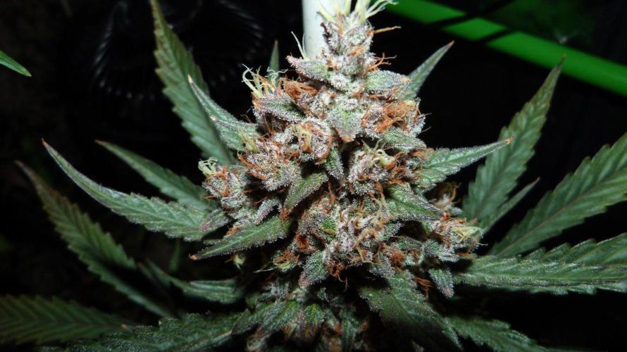 GoodGenetix Permanent-G Automatic. Week 11