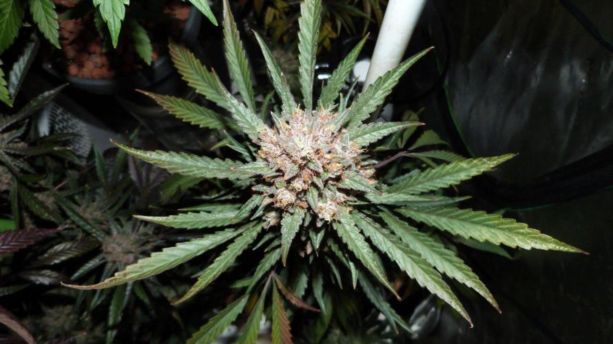 GoodGenetix Permanent-G Automatic. Week 11