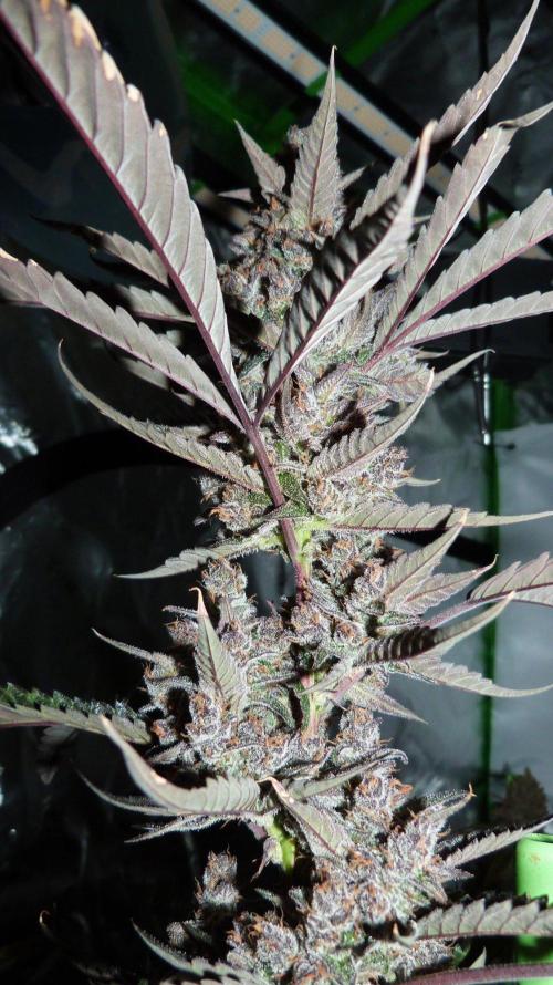 GoodGenetix Permanent-G Automatic. Week 11