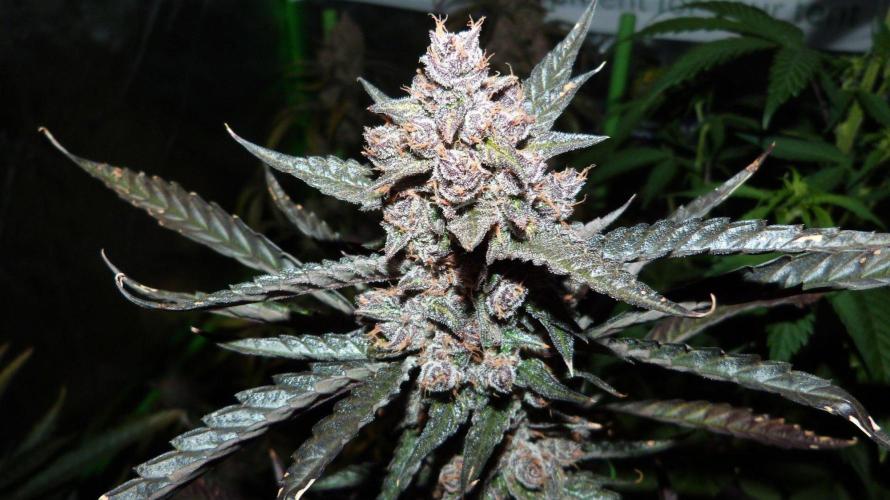 GoodGenetix Permanent-G Automatic. Week 11