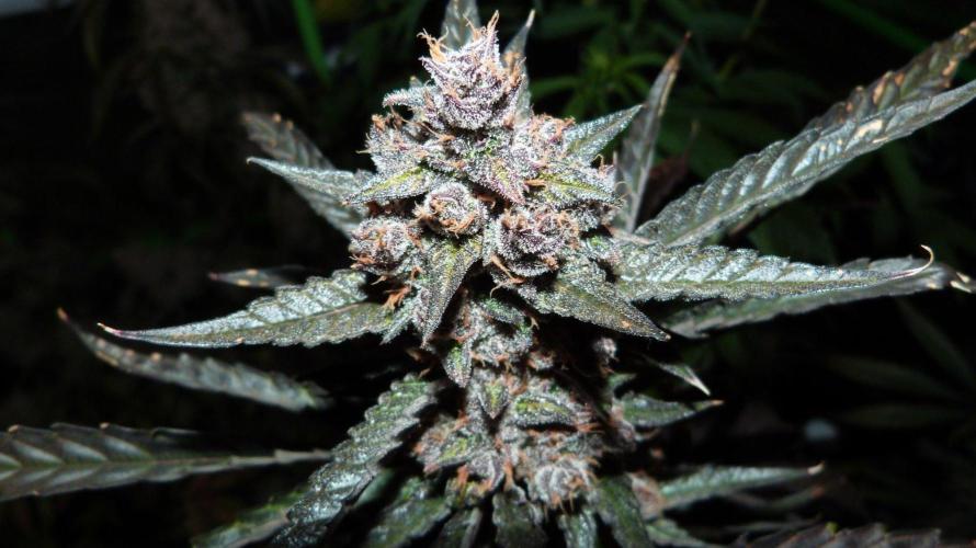 GoodGenetix Permanent-G Automatic. Week 11