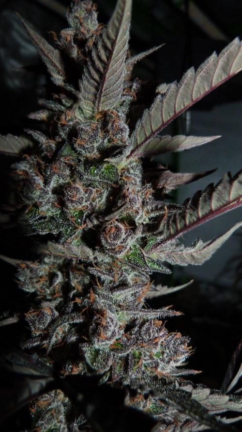 GoodGenetix Permanent-G Automatic. Week 11