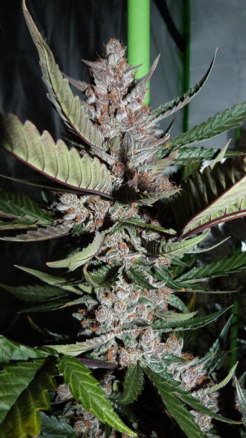 GoodGenetix Permanent-G Automatic. Week 11
