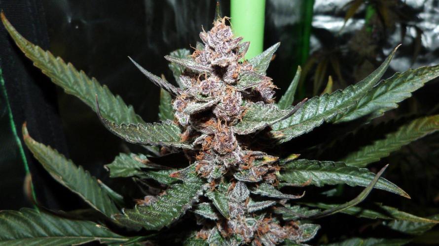 GoodGenetix Permanent-G Automatic. Week 11