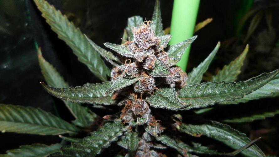 GoodGenetix Permanent-G Automatic. Week 11