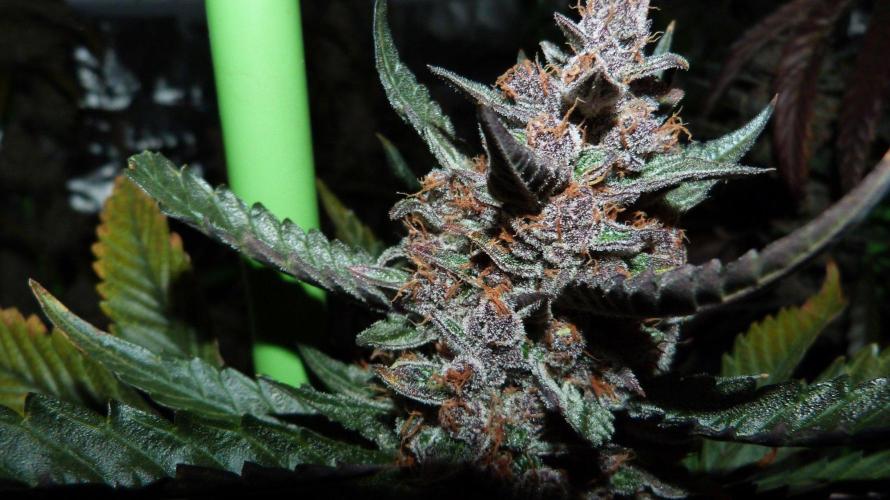 GoodGenetix Permanent-G Automatic. Week 11