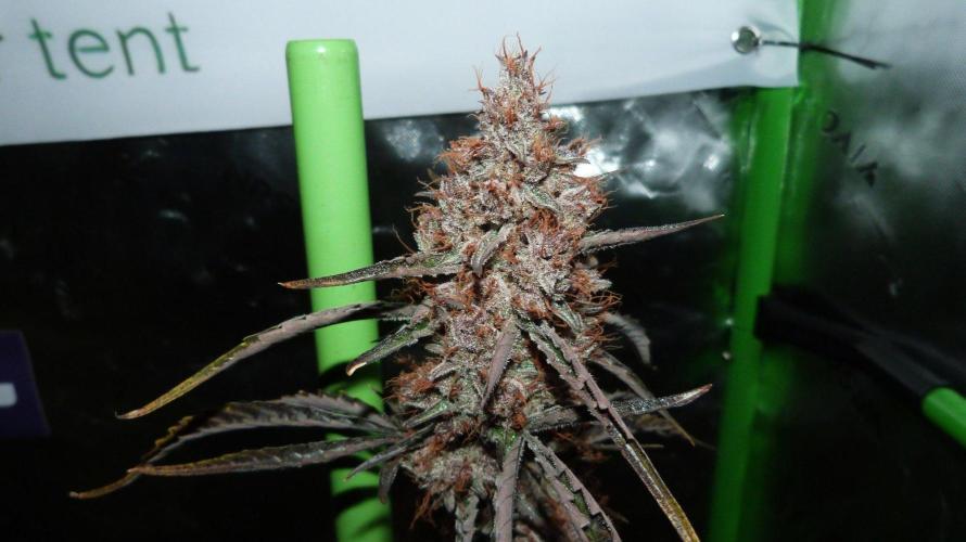 GoodGenetix G-Donutz Automatic. Week 12
