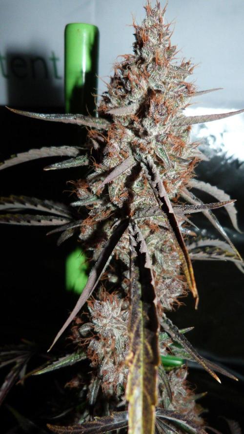 GoodGenetix G-Donutz Automatic. Week 12