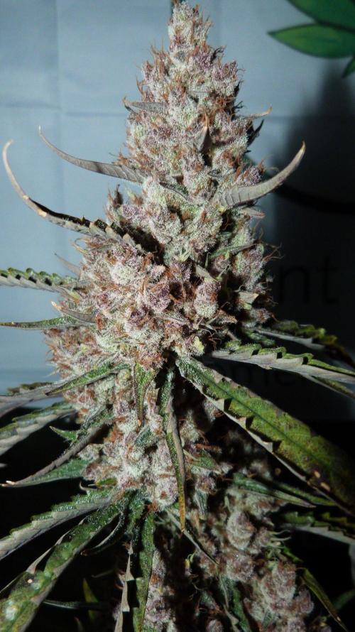 GoodGenetix G-Donutz Automatic. Week 12