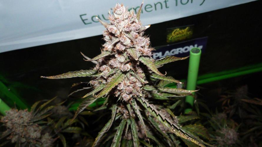 GoodGenetix G-Donutz Automatic. Week 12