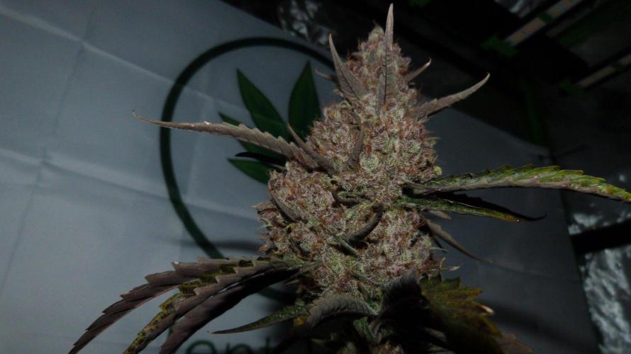 GoodGenetix G-Donutz Automatic. Week 12