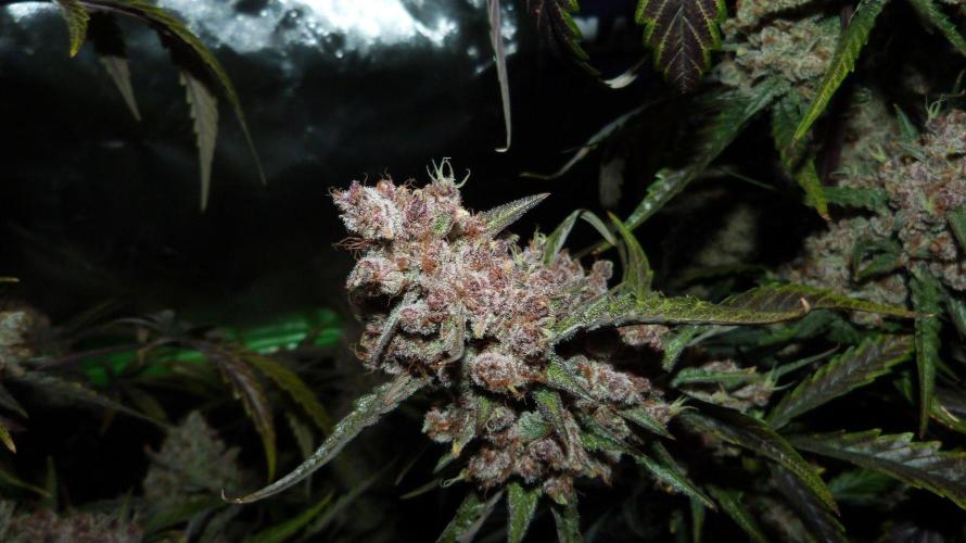 GoodGenetix G-Donutz Automatic. Week 12