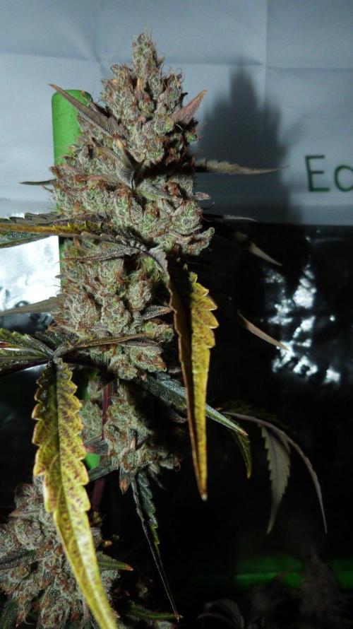 GoodGenetix G-Donutz Automatic. Week 12