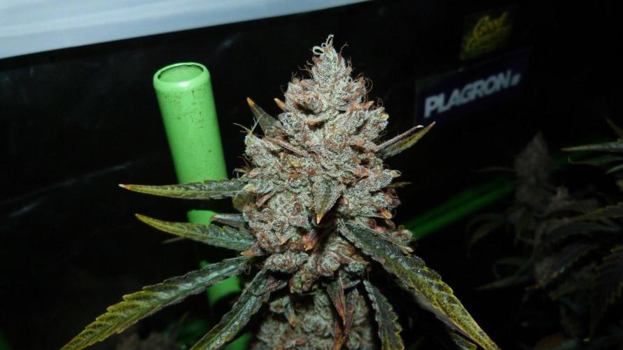 GoodGenetix G-Donutz Automatic. Week 12
