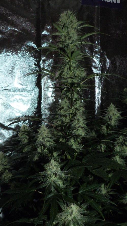 !FastBuds FBA unpublished TESTER GROW!. Week 7 - FBA2601