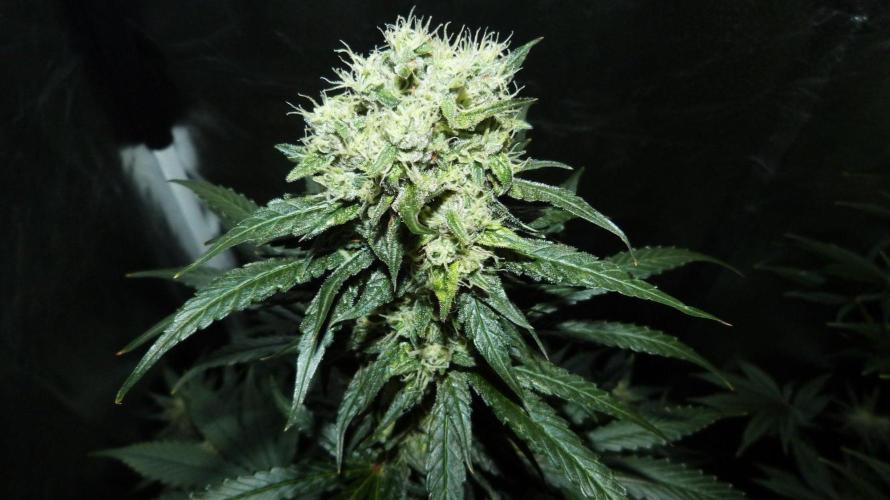 !FastBuds FBA unpublished TESTER GROW!. Week 7 - FBA2601