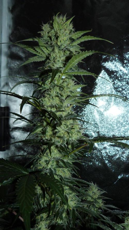 !FastBuds FBA unpublished TESTER GROW!. Week 7 - FBA2601