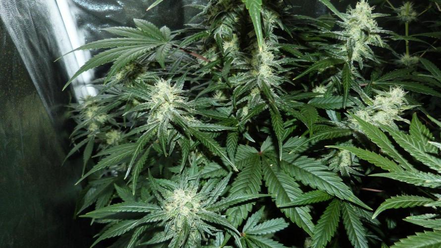 !FastBuds FBA unpublished TESTER GROW!. Week 7 - FBA2601