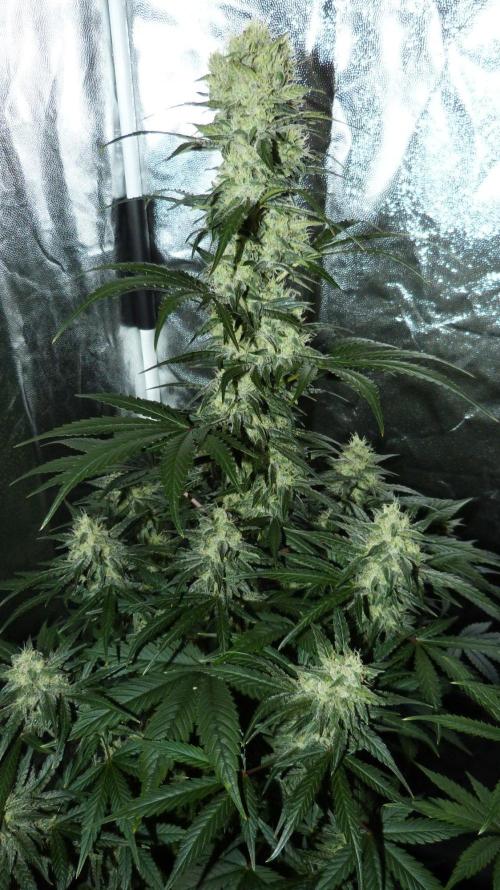 !FastBuds FBA unpublished TESTER GROW!. Week 7 - FBA2601