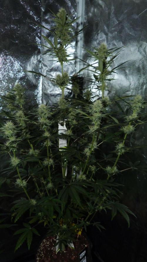 !FastBuds FBA unpublished TESTER GROW!. Week 7 - FBA2602