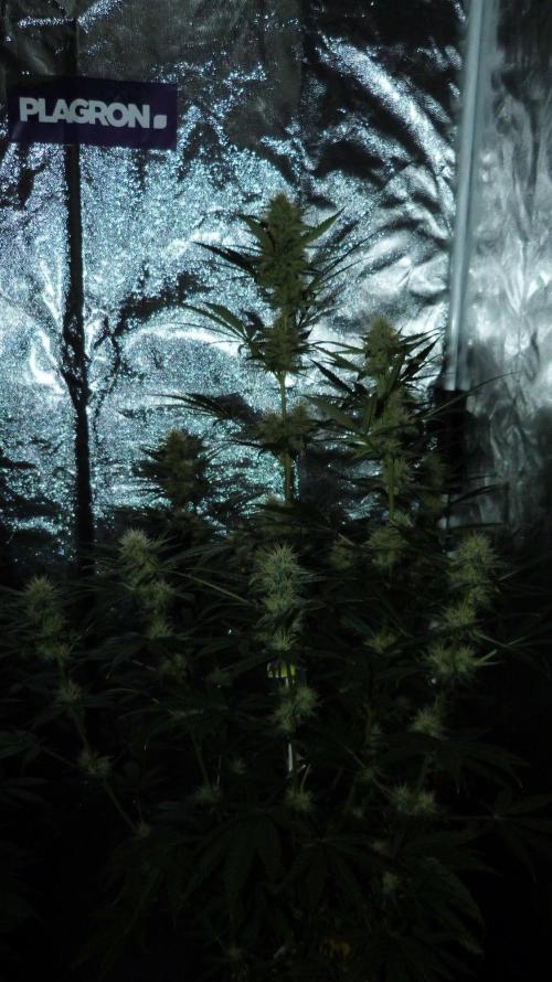 !FastBuds FBA unpublished TESTER GROW!. Week 7 - FBA2602