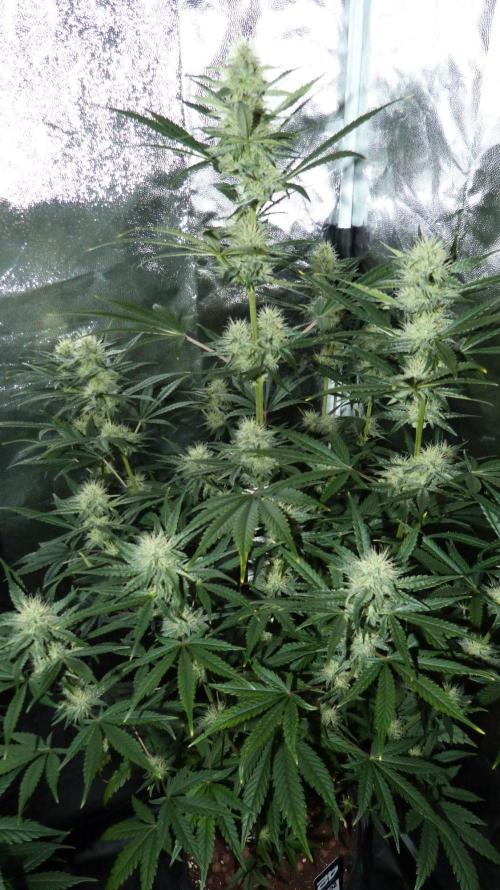 !FastBuds FBA unpublished TESTER GROW!. Week 7 - FBA2602