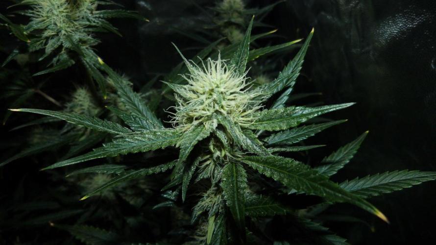 !FastBuds FBA unpublished TESTER GROW!. Week 7 - FBA2602
