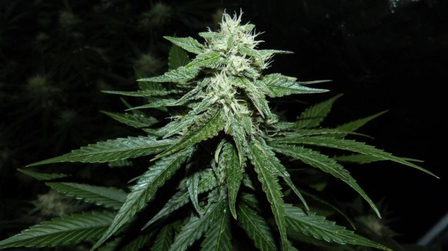 !FastBuds FBA unpublished TESTER GROW!. Week 7 - FBA2603