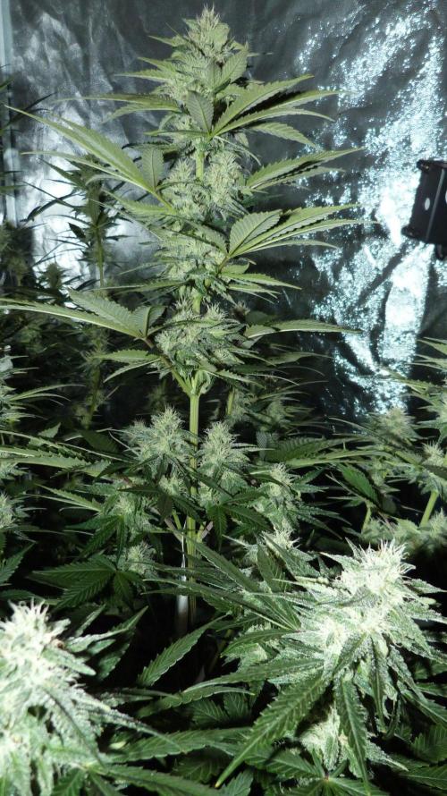 !FastBuds FBA unpublished TESTER GROW!. Week 7 - FBA2603