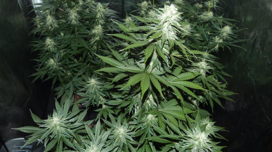 !FastBuds FBA unpublished TESTER GROW!. Week 7 - FBA2603