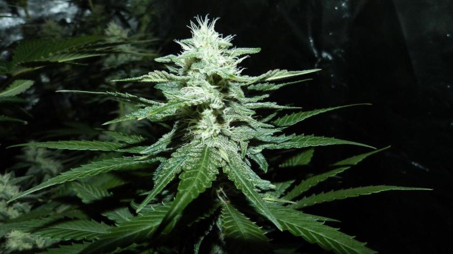 !FastBuds FBA unpublished TESTER GROW!. Week 7 - FBA2603