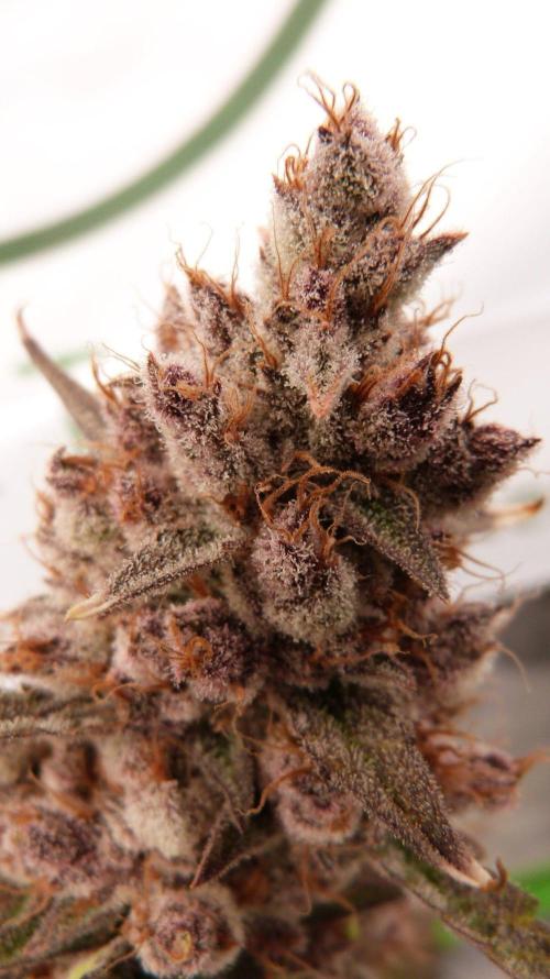GoodGenetix G-Donutz Automatic. Week 13